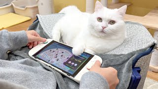 My Sister and Our Cats Had the Funniest Day Off Together. lol