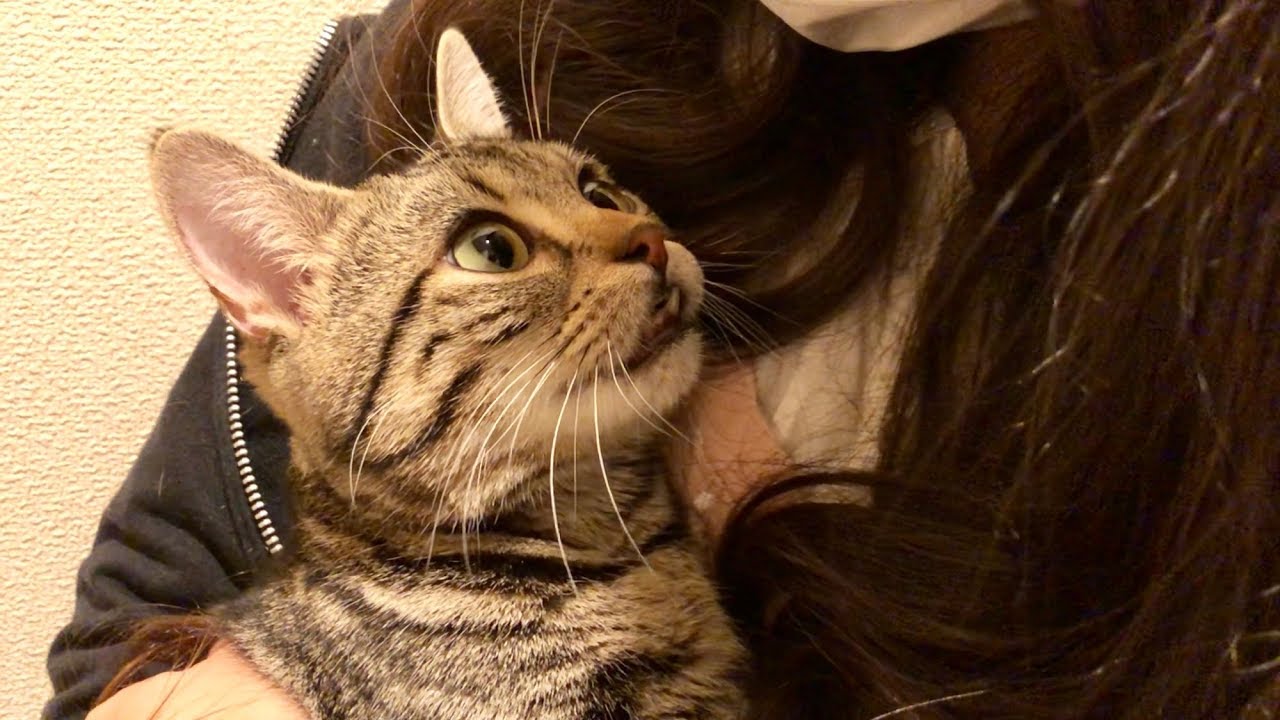 お泊りから帰宅した妹に嫉妬してブチギレながら玄関までお迎えに来た猫