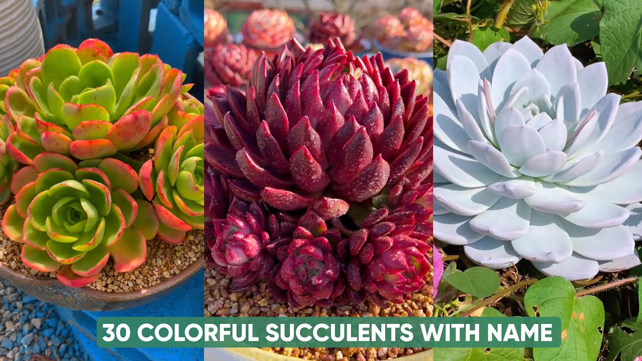 30 Colorful Succulents That Are Incredibly Beautiful! | 다육이