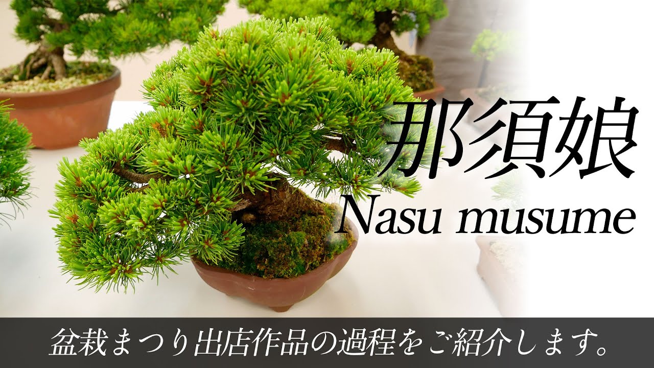 盆栽まつり2022】出品盆栽の紹介 那須娘① (松寿園) - YouTube