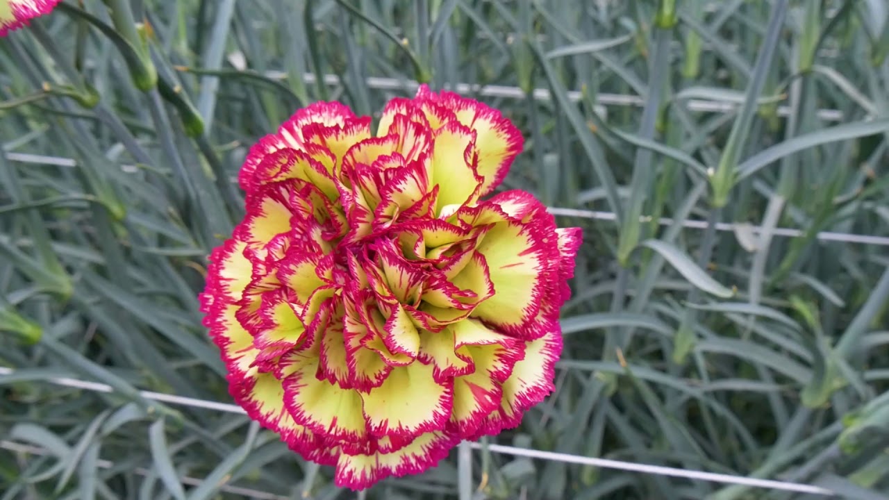 エクストラバガンザ PV 13188 | カーネーション Cuttings