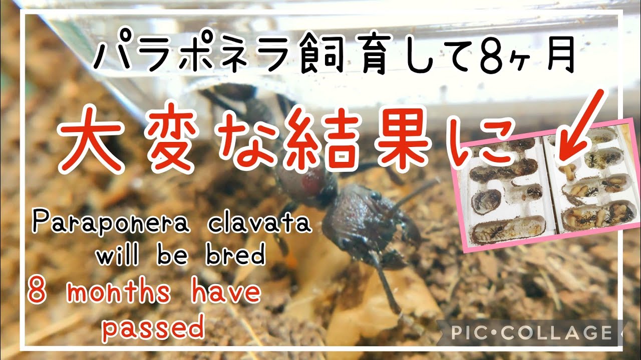 アリ飼育】#126 パラポネラ新女王、立ち上げから8ヶ月