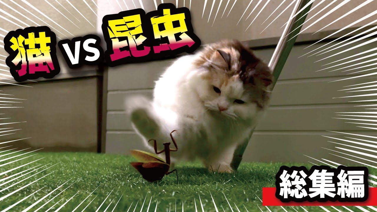 Viewer discretion advised] This is what happens when a cute cat