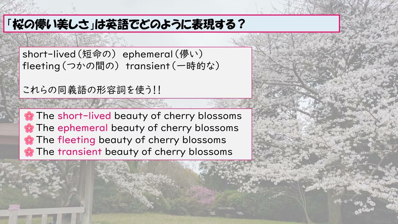 桜 さくらの英語 - YouTube