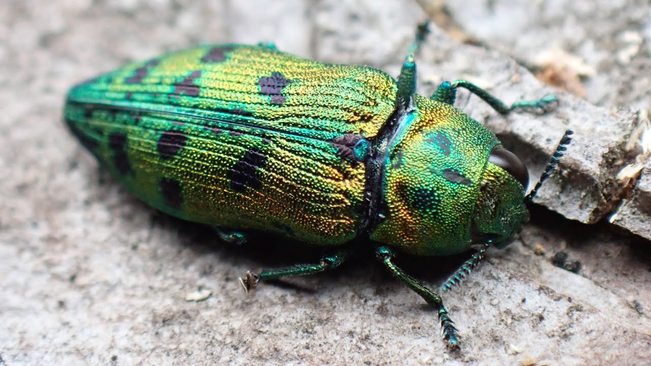 虹色に光る玉虫っていうやつ - YouTube