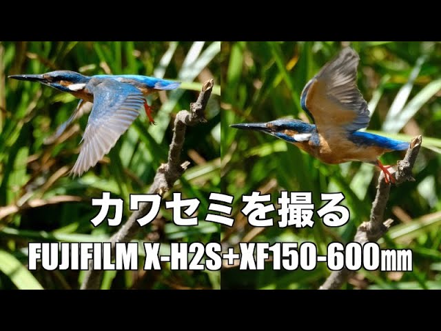 X-H2S XF150-600 野鳥撮影カワセミ - YouTube
