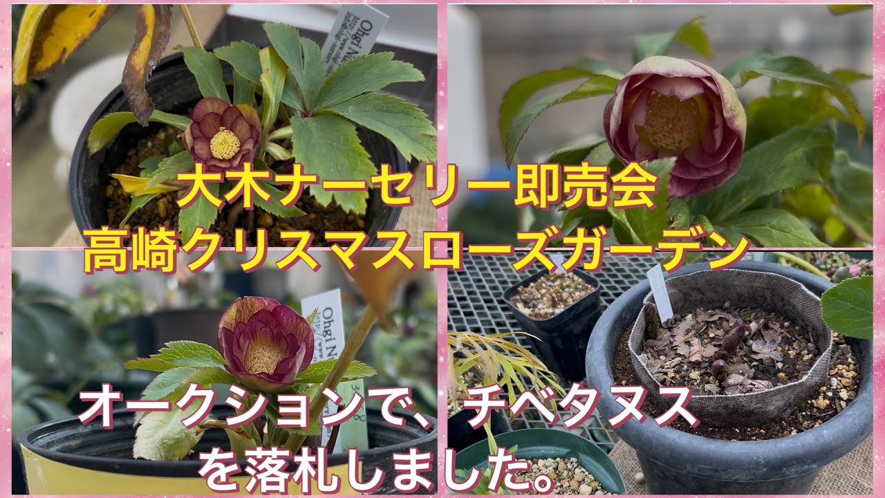 大木ナーセリー即売会 高崎クリスマスローズガーデンにて