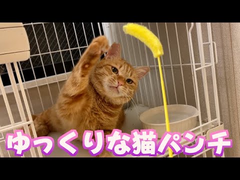 ゆっくりな猫パンチ - YouTube