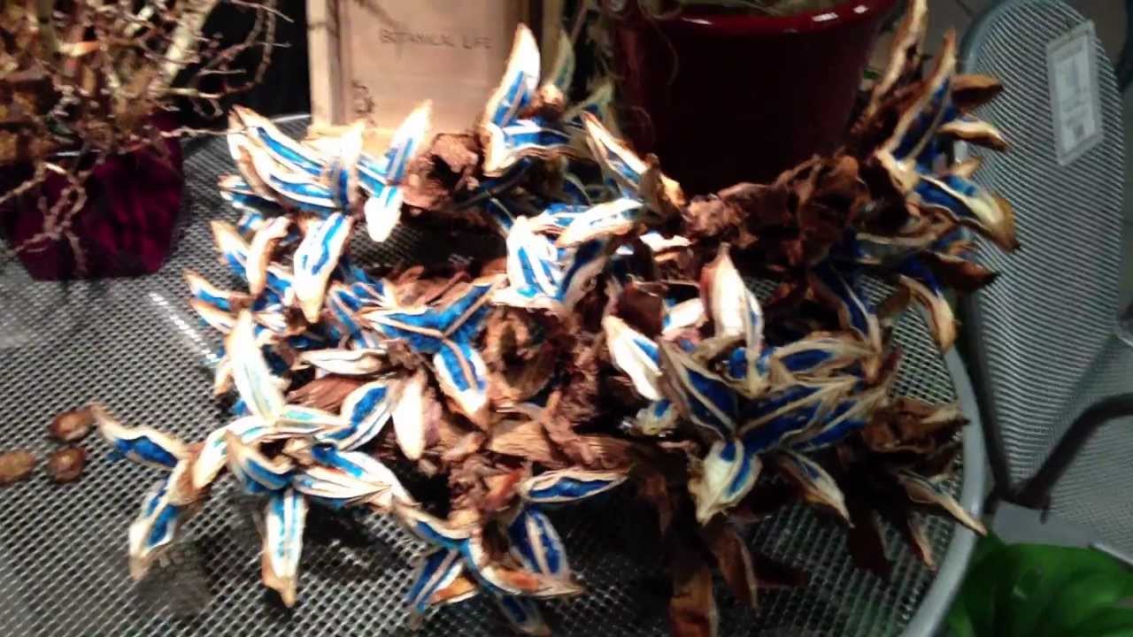 タビビトノキ旅人の木の種の紹介 - YouTube