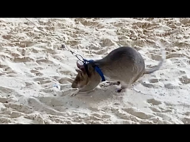 ネズミ使って地雷探知 除去開始から30年・カンボジア：ニュース動画