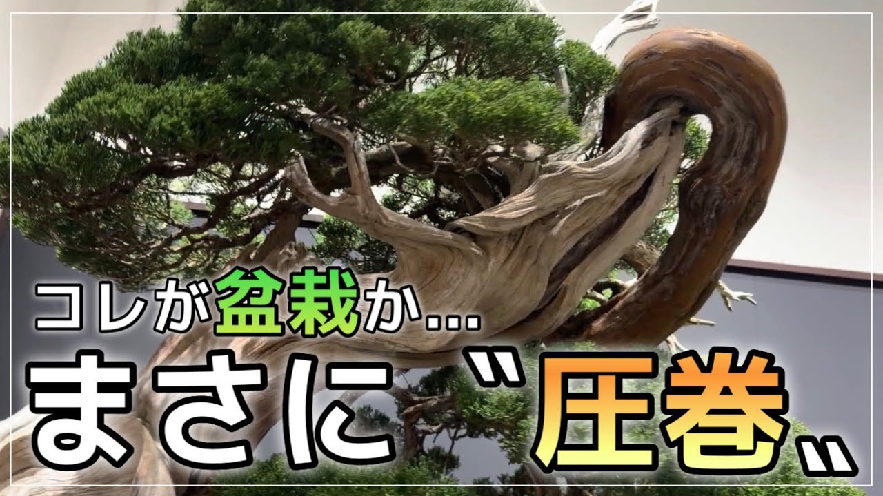 第100回 国風展/盆栽】This is Made in Japan!! - YouTube