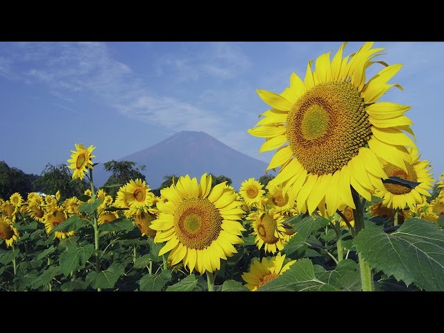 ひまわり ひまわり ひまわりページ ひまわり Amazon.co.jp: ZXHYWYM