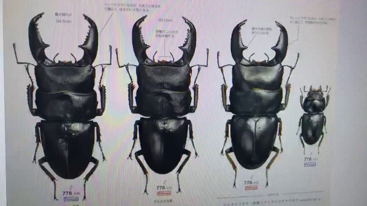 大型ヒラタの亜種別紹介 - YouTube
