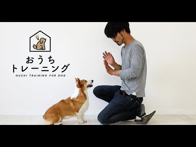 犬の待て】の教え方・しつけ方をドッグトレーナーが解説！（子犬/成犬
