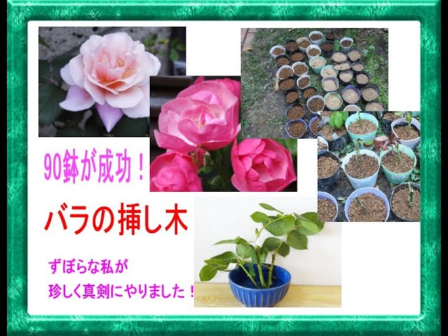 今夏、90鉢が成功した「バラの挿し木」のやり方（準備～1週間後の