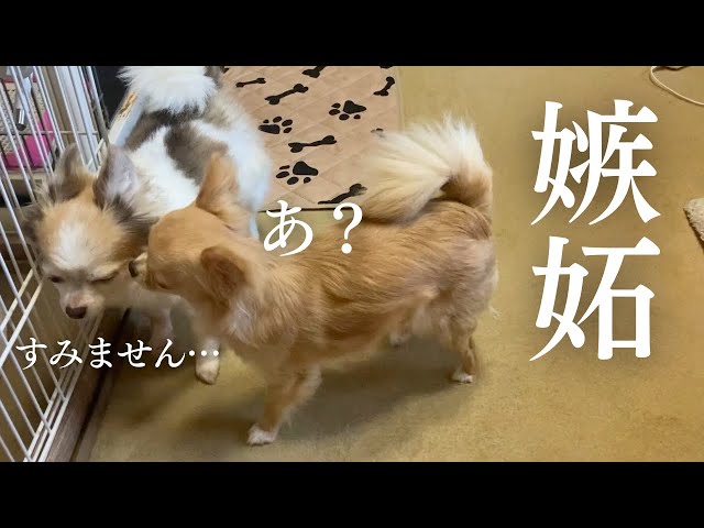 Jealousy] Chihuahua won't let other dogs get close to his mother