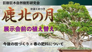 Kahoku-no-Tsuki Replanting before exhibition/future branching and