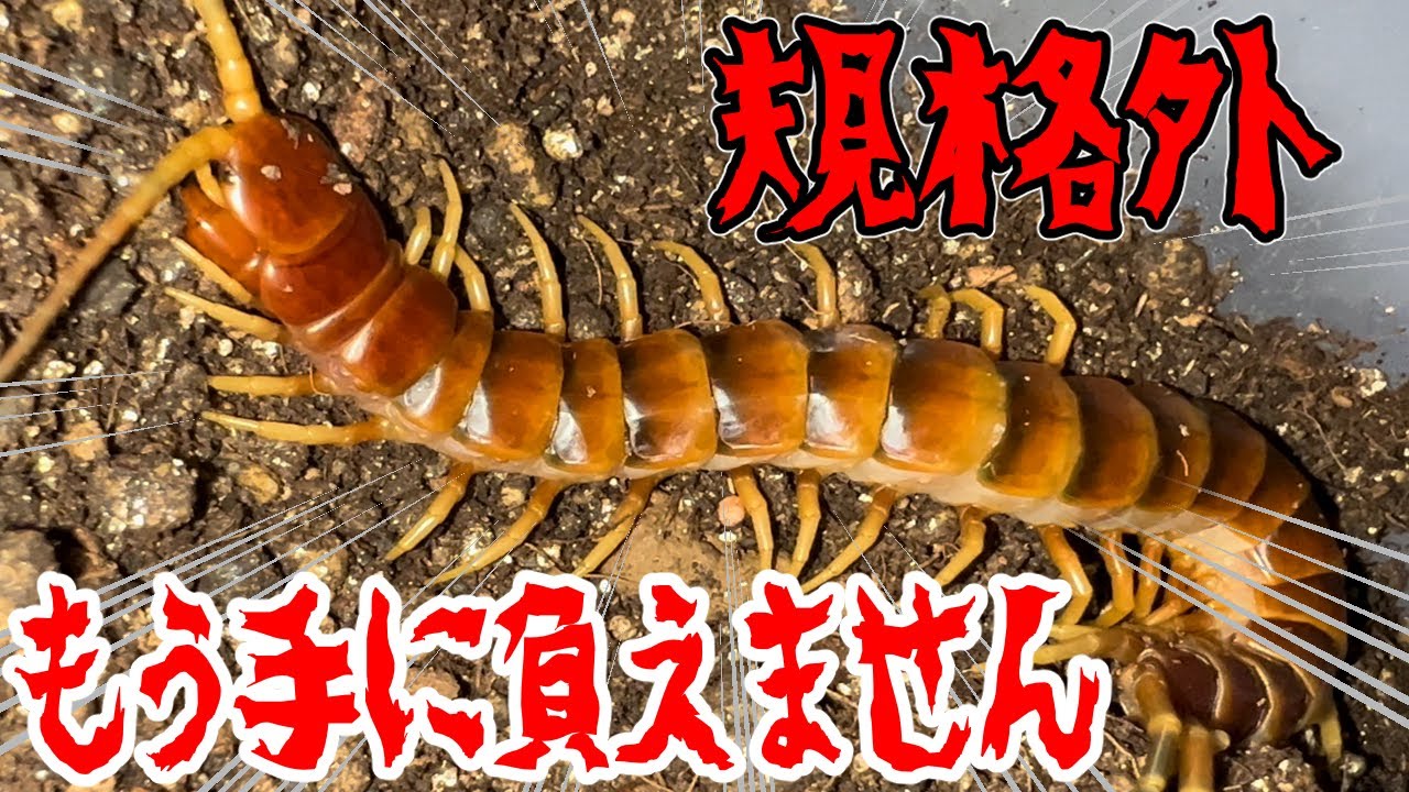 The world's largest tiger centipede has become a monster - YouTube