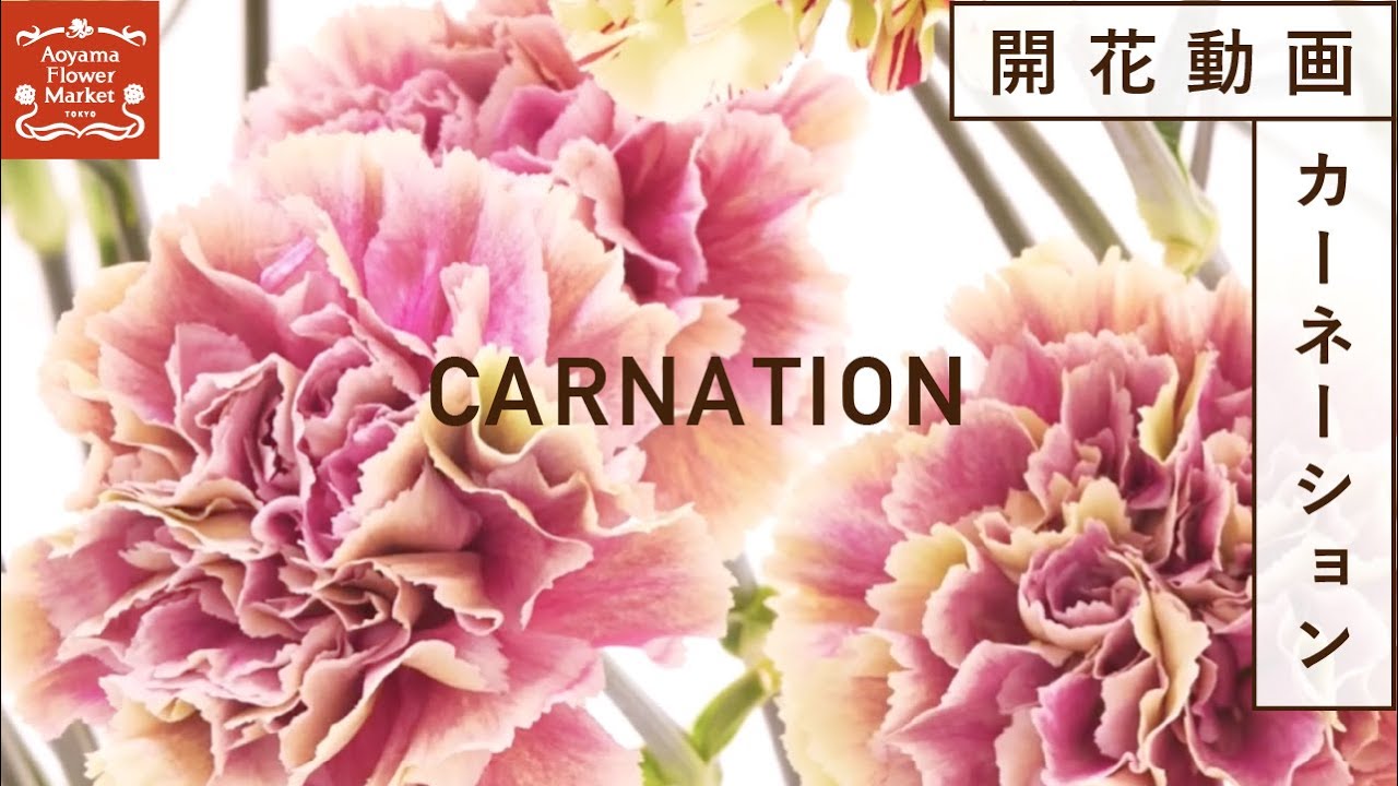 アーリー・イヤーズ・ボックス カーネーション CARNATION アーリー