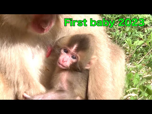 SNOW MONKEYS】277 ( first baby 2023) Jigokudani onsen Korakukan