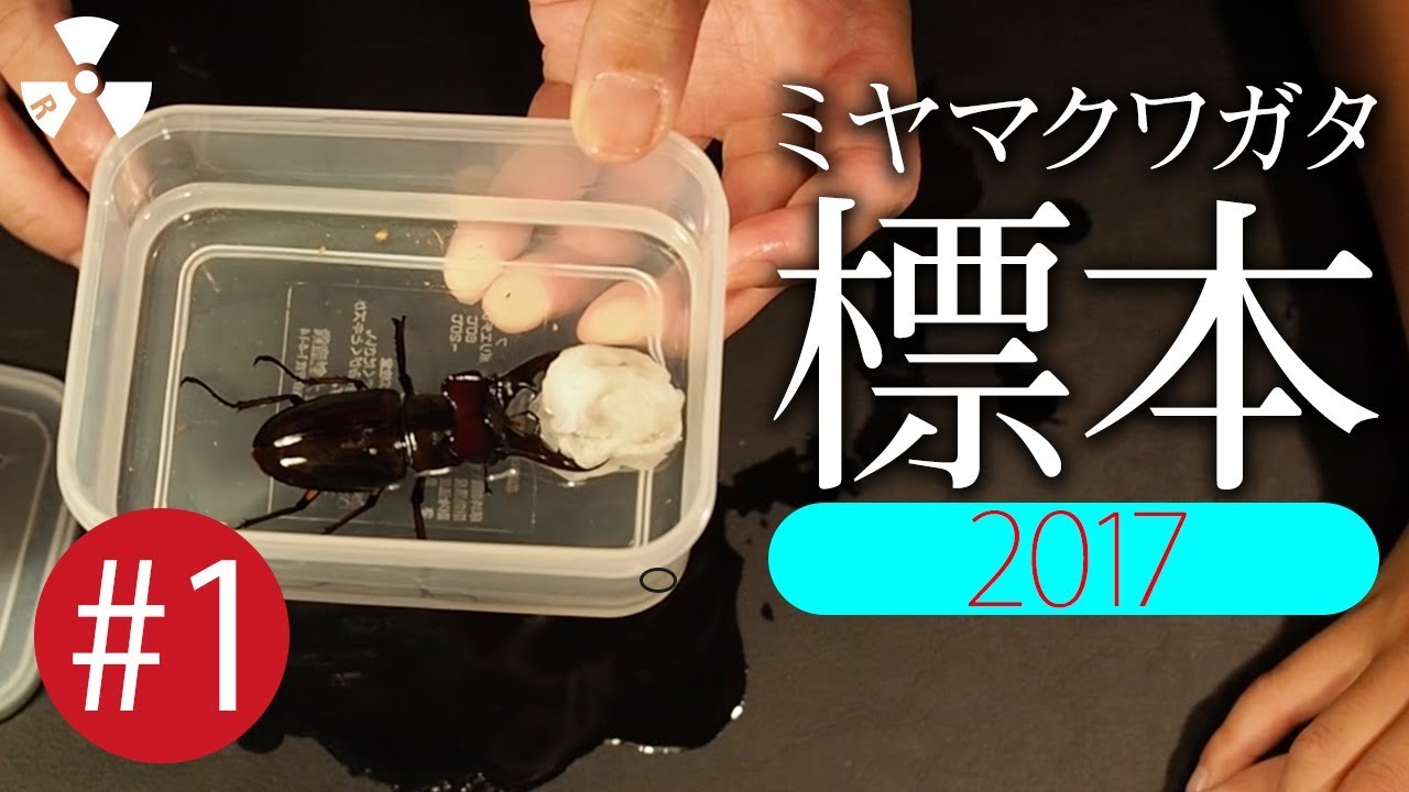 ミヤマクワガタで初めての標本！【2017】#1 死んだら速攻エタノールで