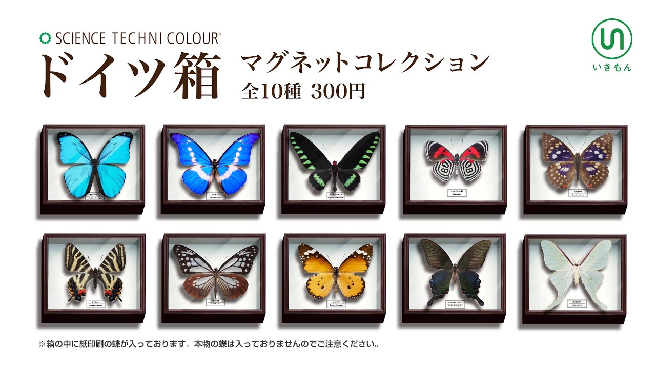 いきもん 2021年8月発売 サイエンステクニカラー「ドイツ箱 マグネット