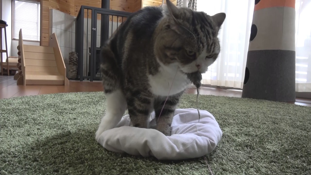 ねずみを捕まえたねこ。- Maru caught the mouse(toy).- - YouTube
