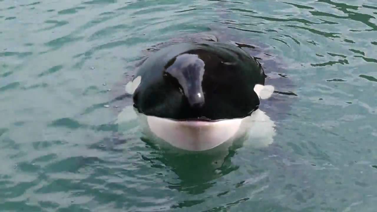 シャチのナミちゃん えさタイム2（Orca Namichan in Taiji 2） - YouTube