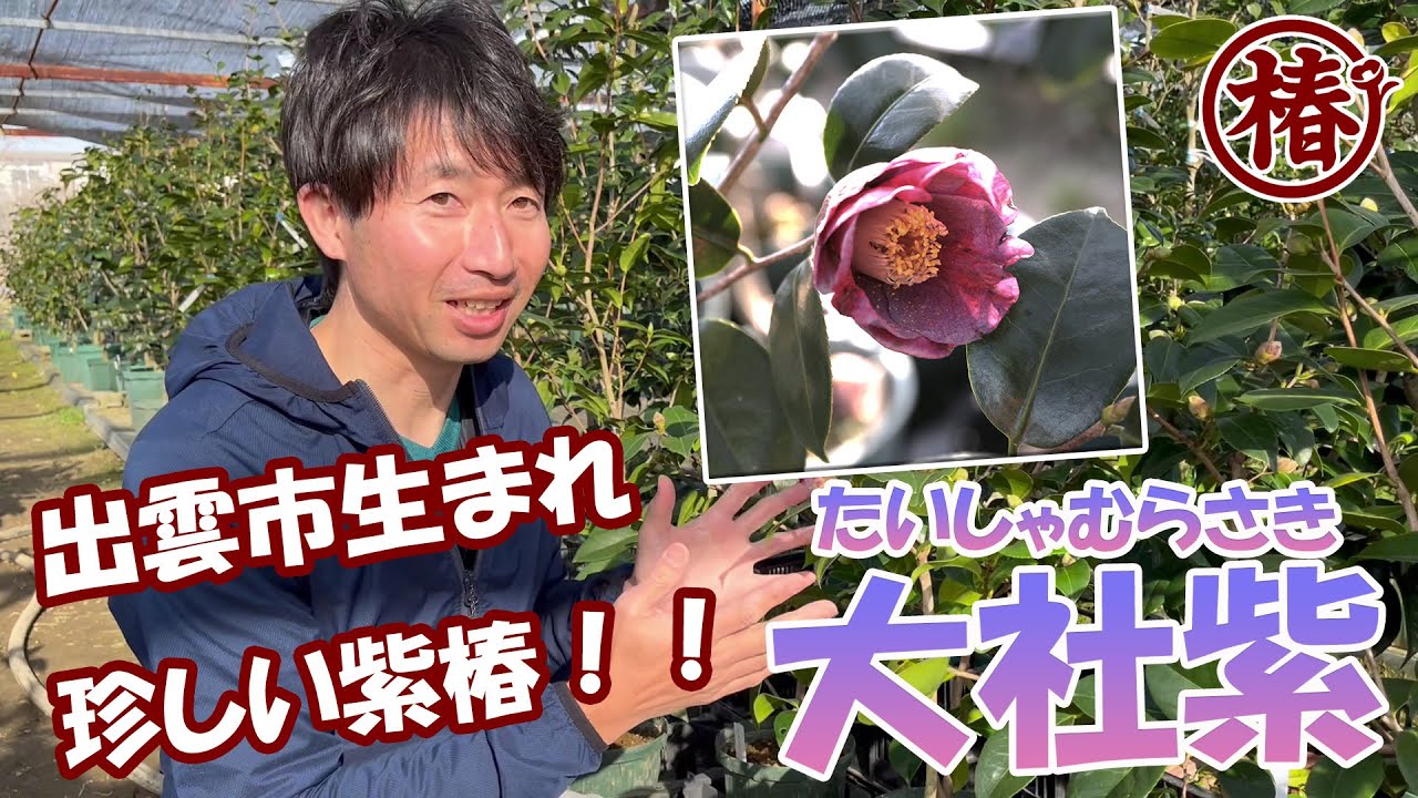 椿園オンラインショップ / 大社紫・たいしゃむらさき