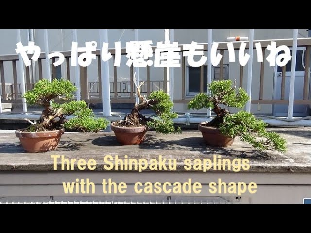 盆栽工房 春嘉 #203 【真柏の改作】真柏の素材3本を懸崖樹形に仕立て