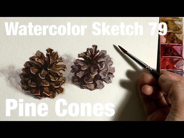 Watercolor Sketch 79 / Pine Cones 水彩スケッチ79 / 松ぼっくり