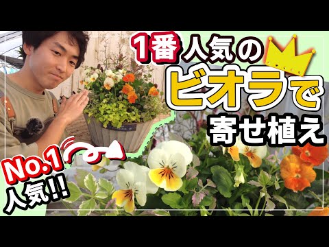 園芸】これが1番人気のビオラ「アイボリーオレンジ」を使ったビオラ