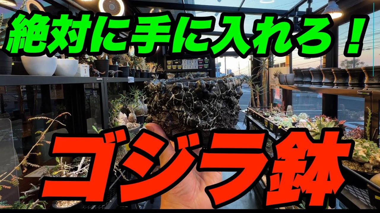 漢が惚れ込む『ゴジラ鉢』威圧感が半端ない！！北諸コーデックス部