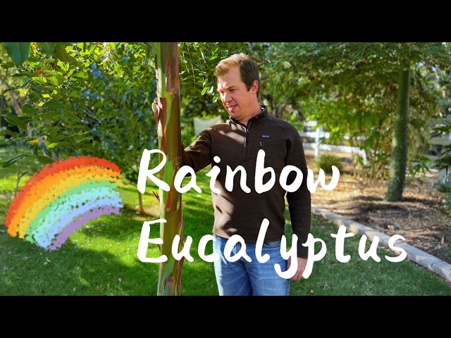 Rainbow Eucalyptus | A Unique, Exotic, and Colorful Tree Growing