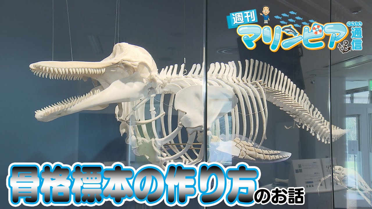 週刊マリンピア通信 ＃156 骨格標本の作り方 - YouTube