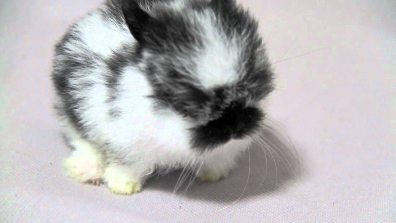 世界一小さい？かもしれない三条市内のブリーダーのウサギ - YouTube