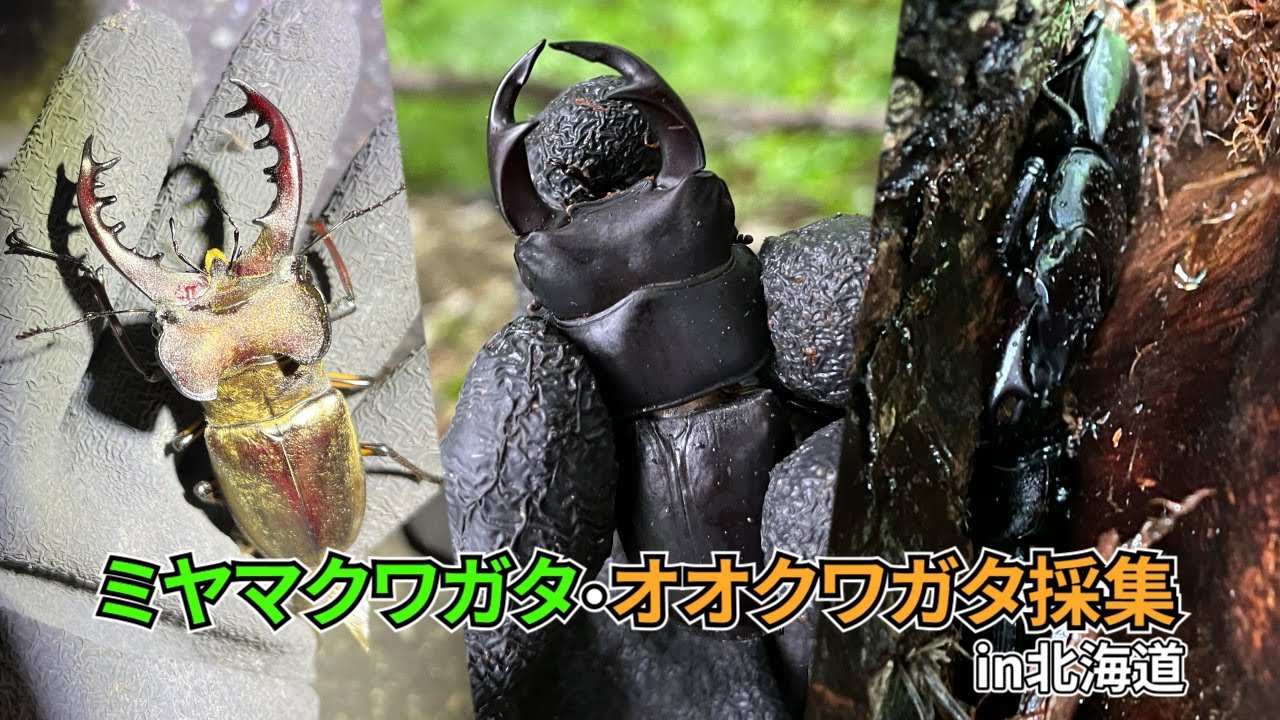 クワガタ採集】北海道でミヤマ・オオクワ採集！ 2022年 - YouTube