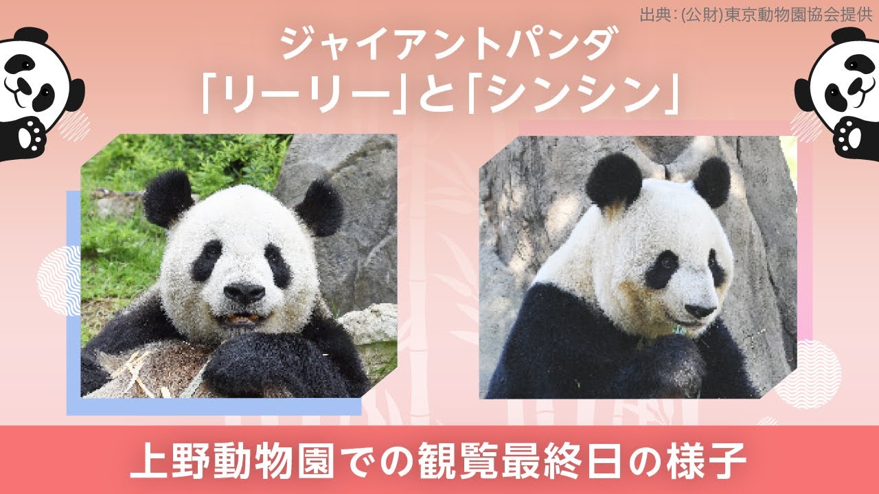 上野動物園のジャイアントパンダ「リーリー」「シンシン」特集 - Yahoo