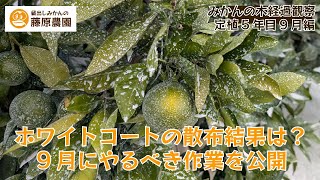Mandarin orange growth observation September 2025 - YouTube