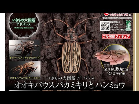 Large-legged beetle and tiger beetle