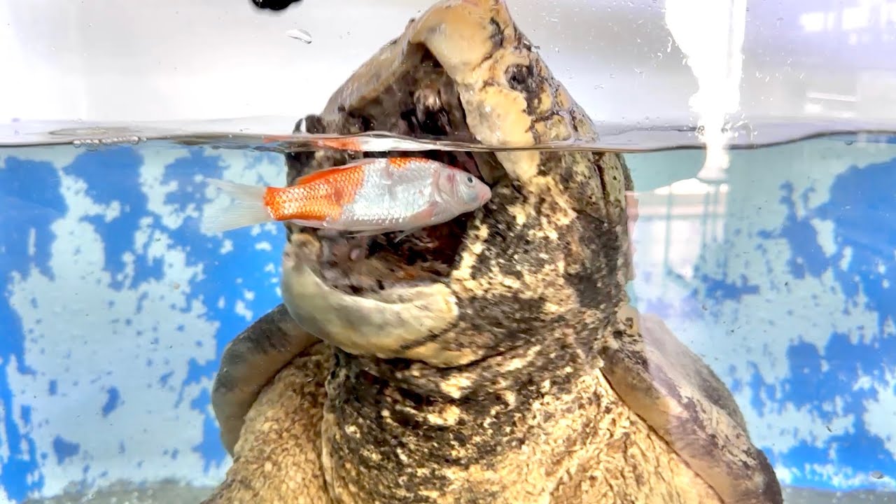 An alligator snapping turtle swallows a large number of koi carp