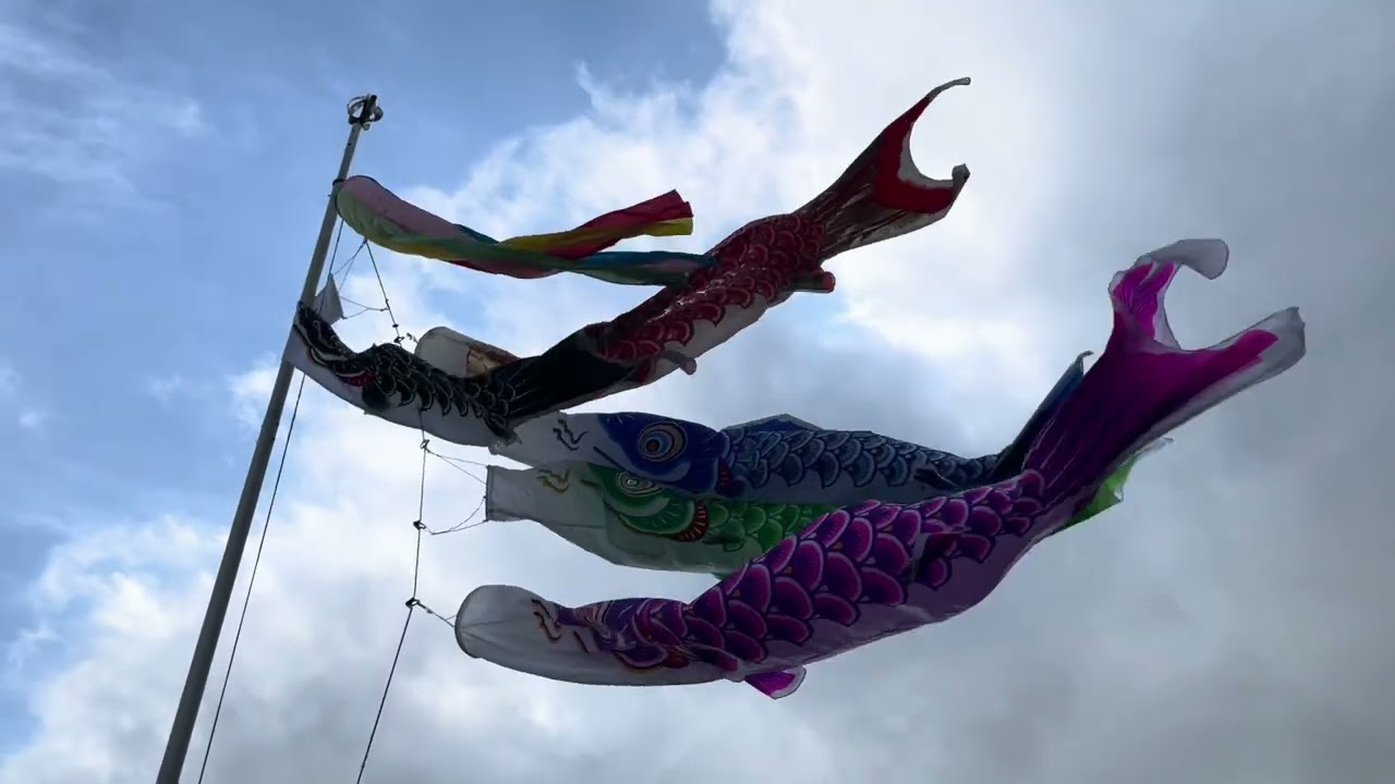 フジサワ鯉】富士鯉 ゴールデン鯉 黄金鯉 絡まる鯉のぼり達 鯉のぼり