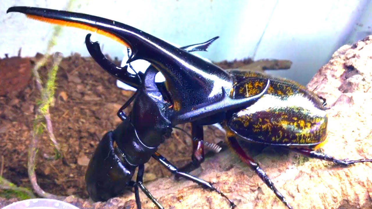 マンディブラリスフタマタクワガタvsヘラクレスオオカブト - YouTube
