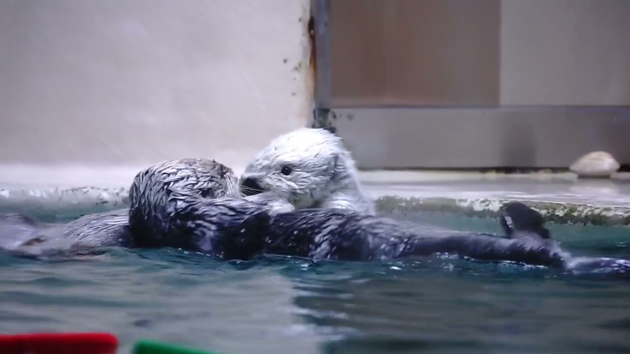 鳥羽水族館 ラッコ メイちゃんキラちゃん構われるより構いたい「私から