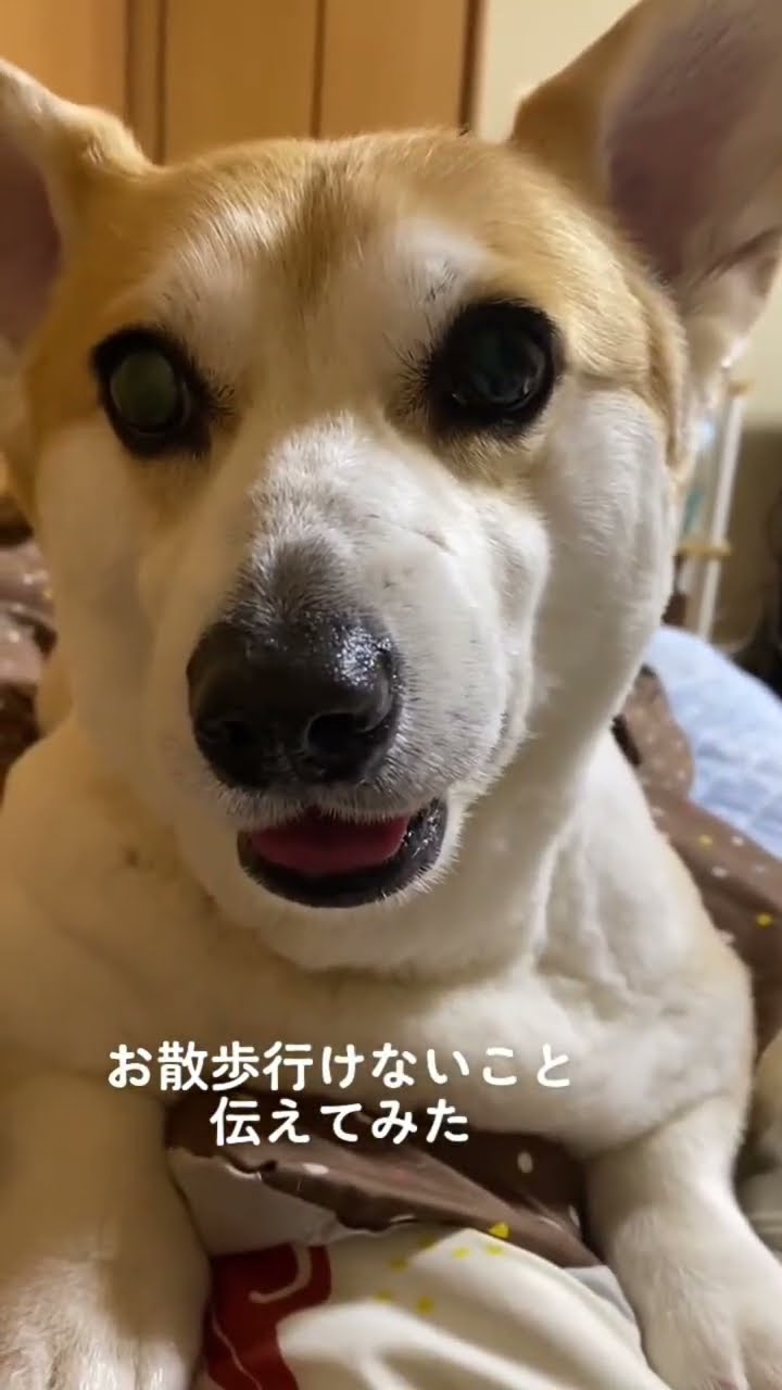 Dog] Kukitan Collection! Which one is your favorite? 🫣 #Kukitan