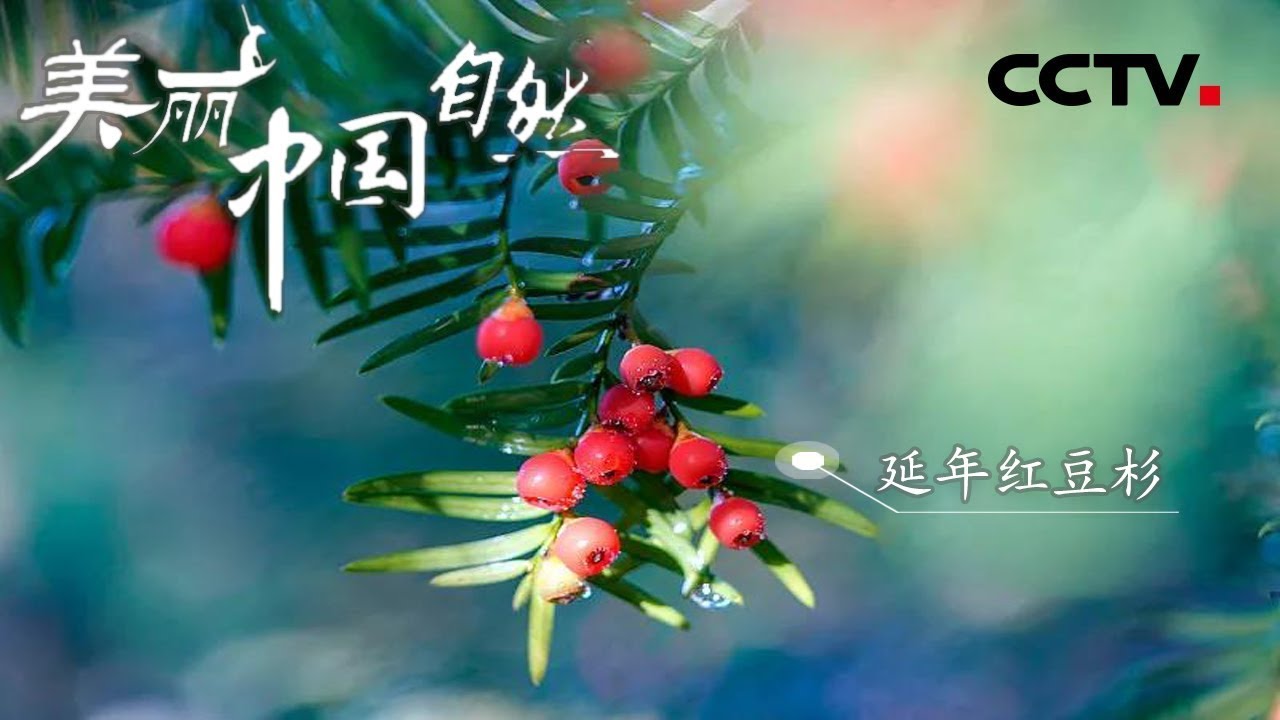 ENG】同时被全世界42个国家称为“国宝” 红豆杉为何能受到如此殊荣