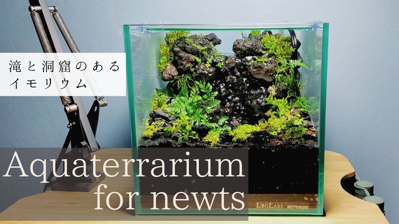 20cm Cube] Aquaterrarium with waterfall and caves for newts - YouTube