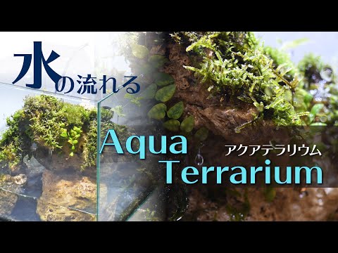 30㎝キューブ水槽】水の流れるアクアテラリウムの作り方 - YouTube