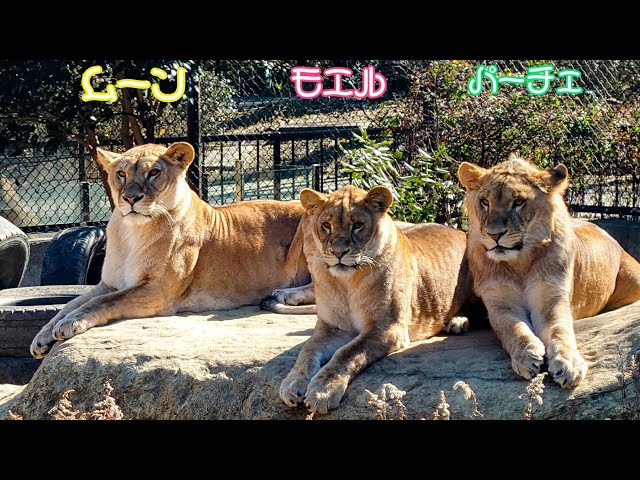 徳島動物園 😺親子ライオン😸2024年1月24日 - YouTube