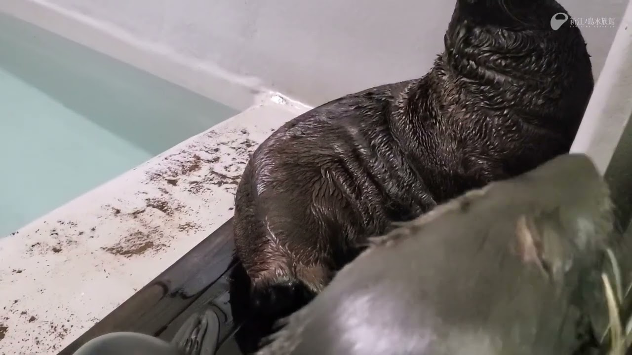 えのすい20周年 ～生き物たちへの感謝～ ミナミアメリカオットセイの